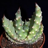 Aloe sp beautiful! Very spiny ( seeds collected in South Africa) 10,5cm